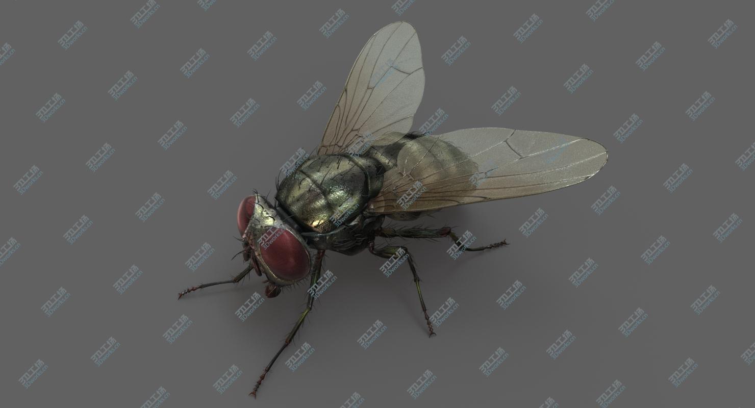 images/goods_img/202104091/Housefly (2) 3D model/3.jpg